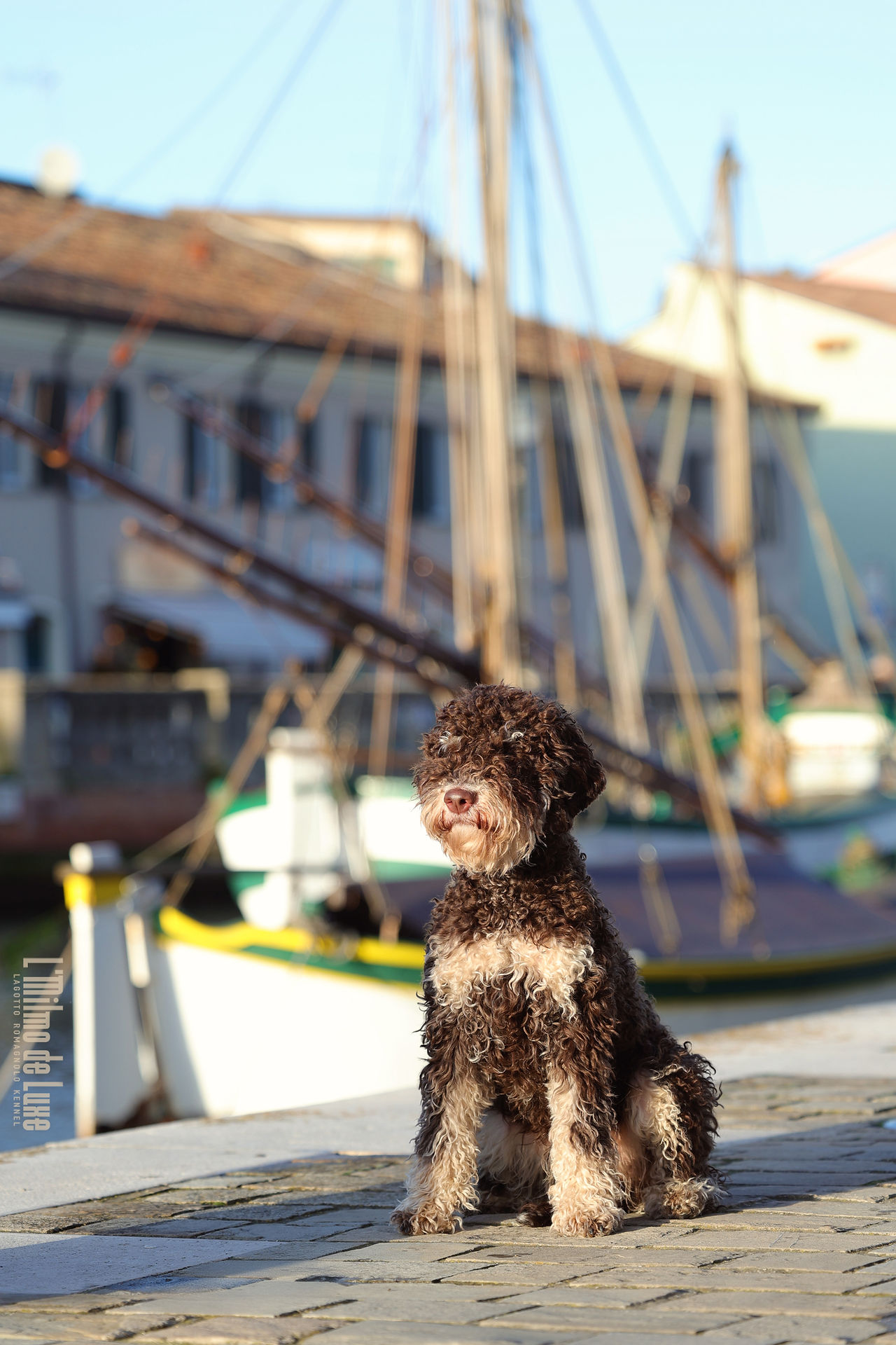 Lagotto puppy brown tan L'Milmo de Luxe Provolone Piccante 6 months