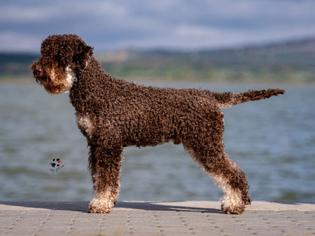 Diszplázia szűrés a 3 növendékünknek