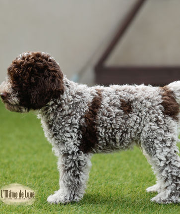 lagotto puppy