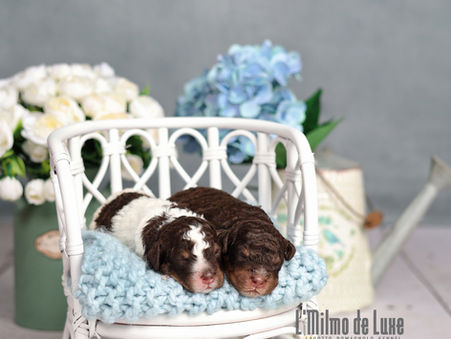 Lagotto Romagnolo Puppies Studio Photo