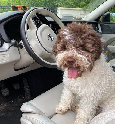 Lagotto life