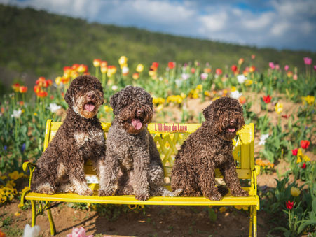 Barna és Barna Tan lagotto család tulipánmezőn