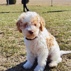 White-orange lagotto romagnolo puppy