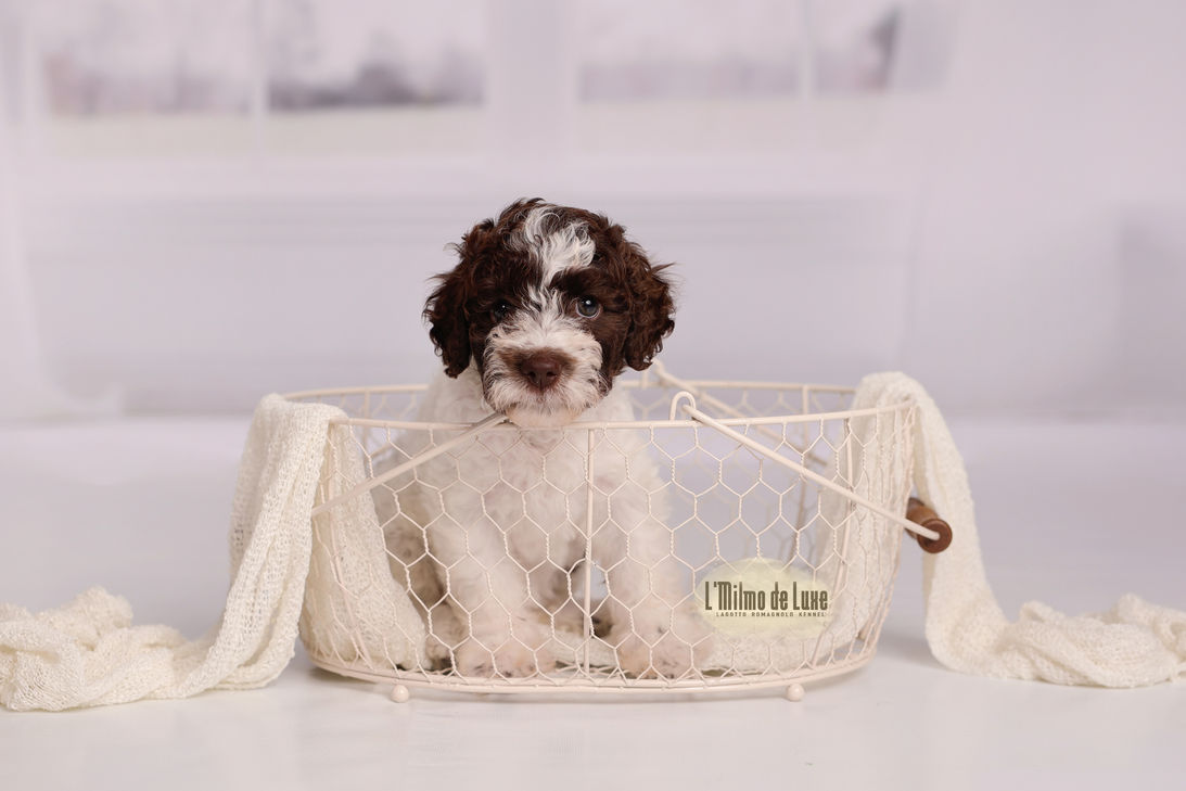 lagotto puppy