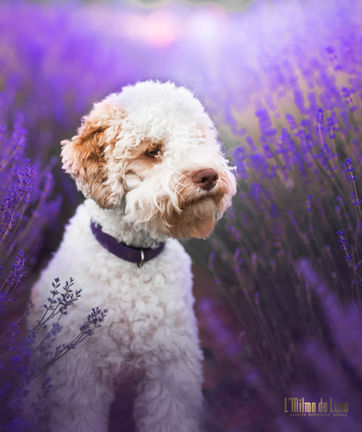 white-orange lagotto in lavender