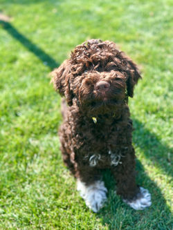 9weeks