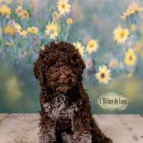 Lagotto romagnolo puppy