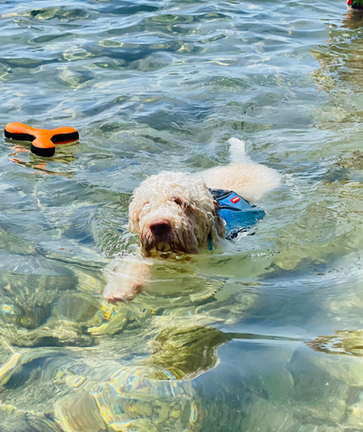 lagotto romagnolo loves swimming