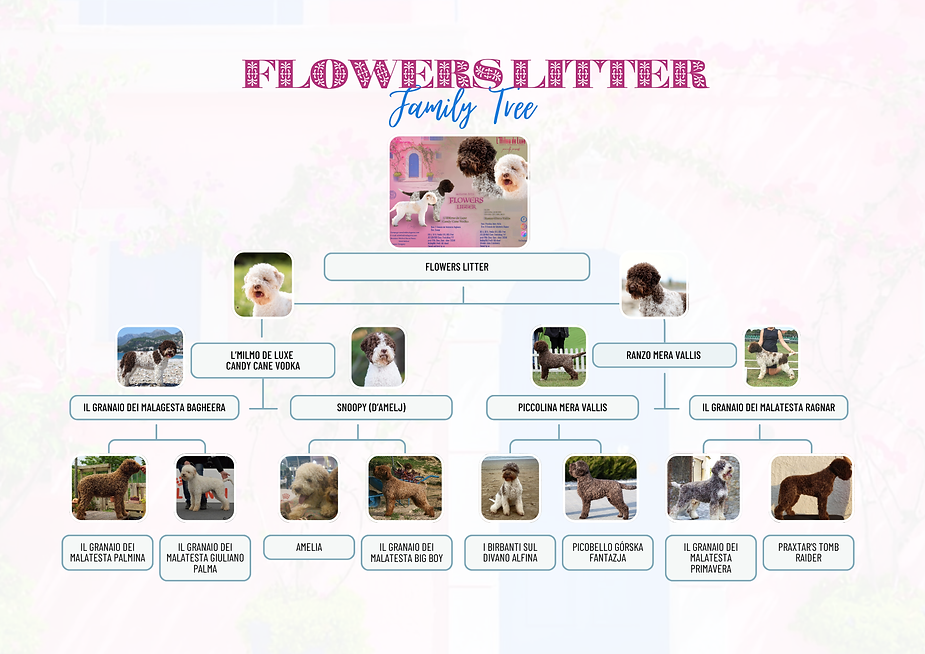lagotto breeder