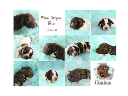 10 lagotto kölyök 10 naposan