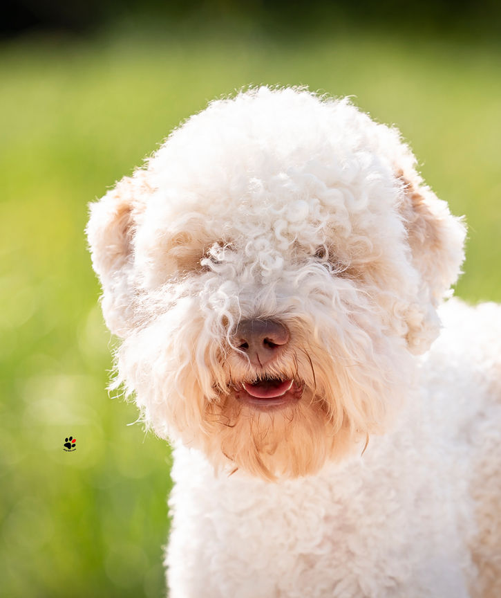 lagotto romagnolo
