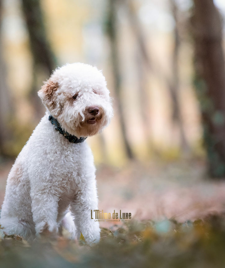 white orange lagotto puppy