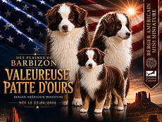 Affiche ours _edited.jpg
