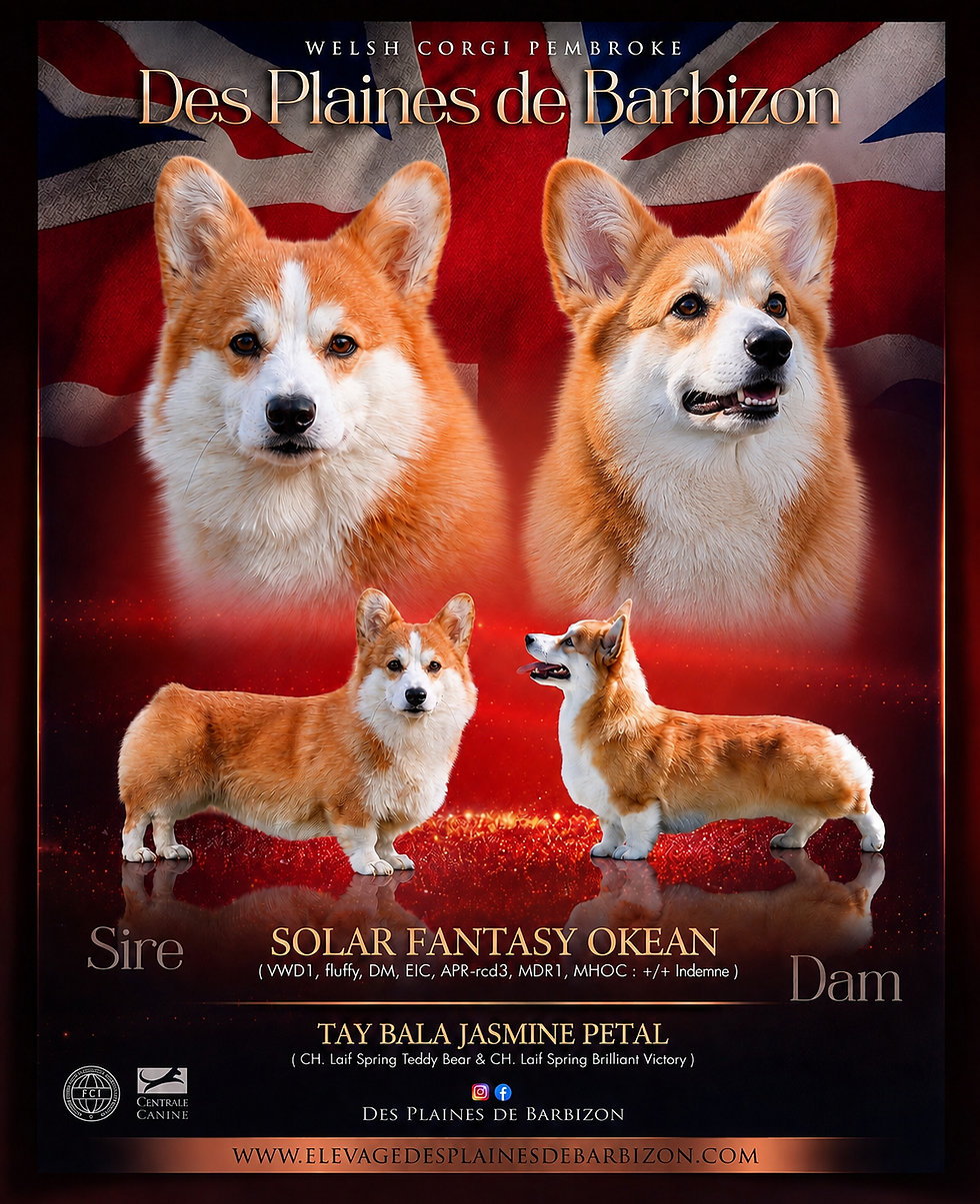 ED34A683-5A40-41CD-BD46-9F0B88332263.png