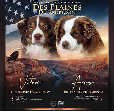 Victoire x ARROW.JPG