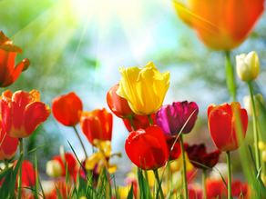 La primavera