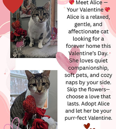 Alice Valentines Day.jpg