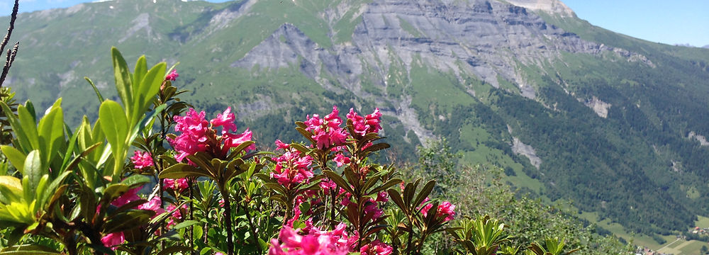 Mont Blanc Trips