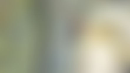 11 Novembre : Grimpez !