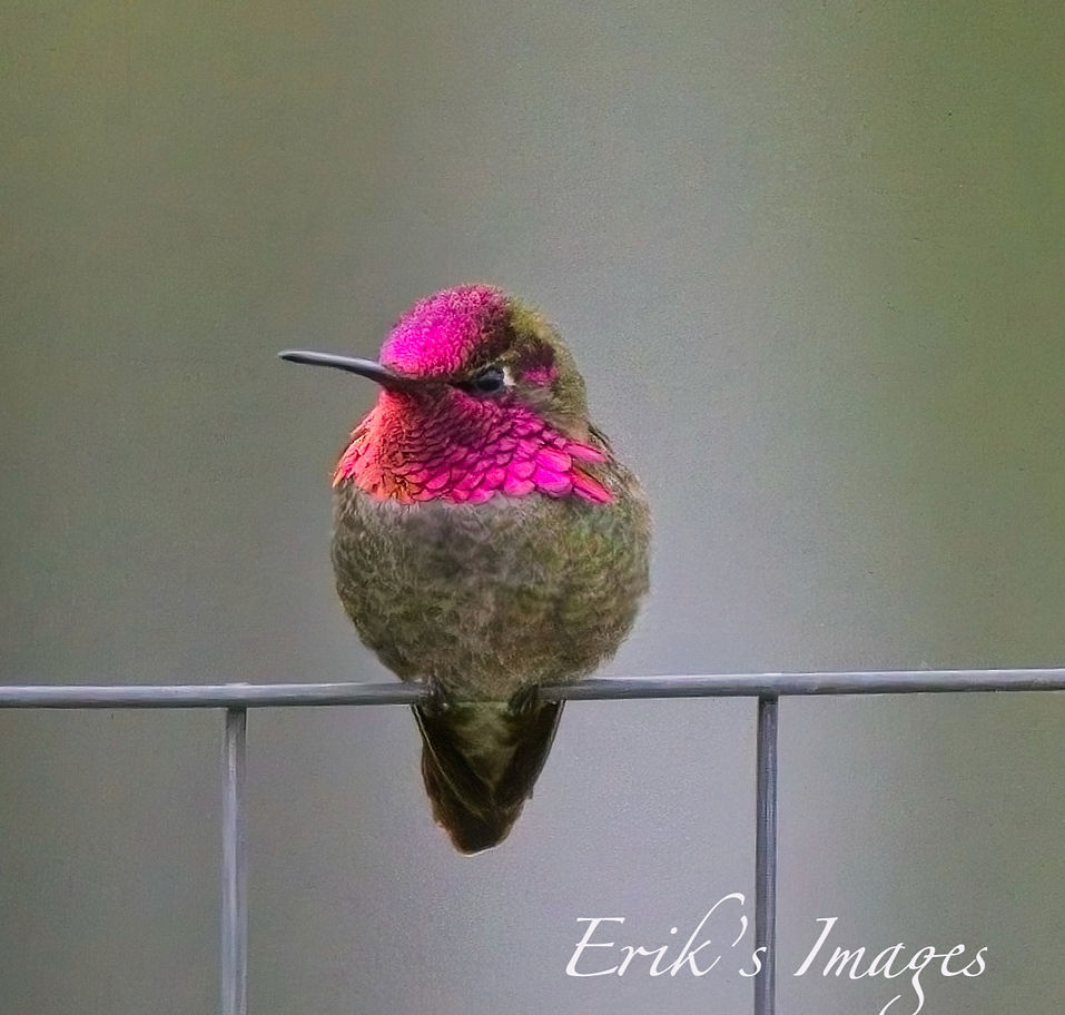 Anna's Hummingbird