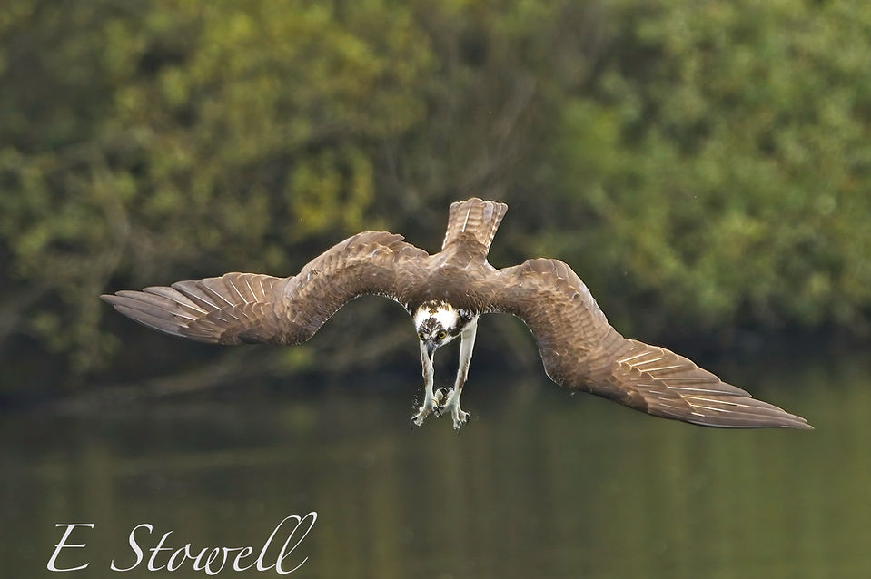 Osprey Dive