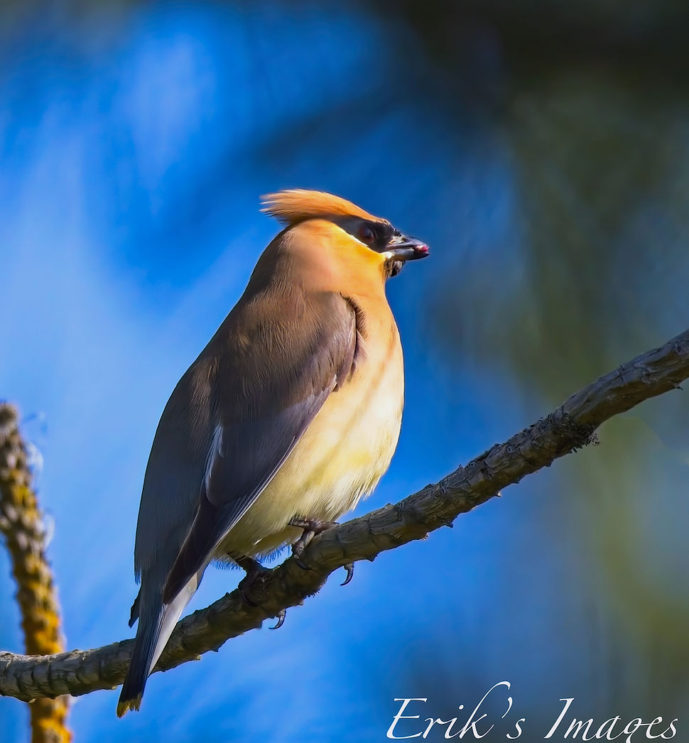 Cedar Waxwing
