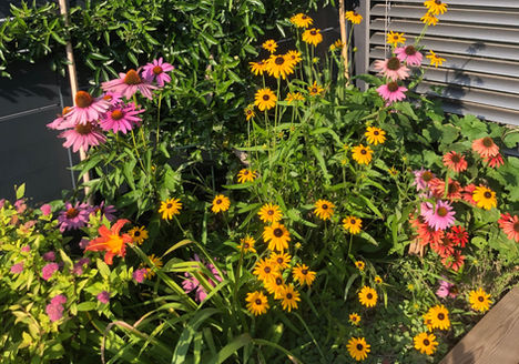 Echinacée et Rudbeckia