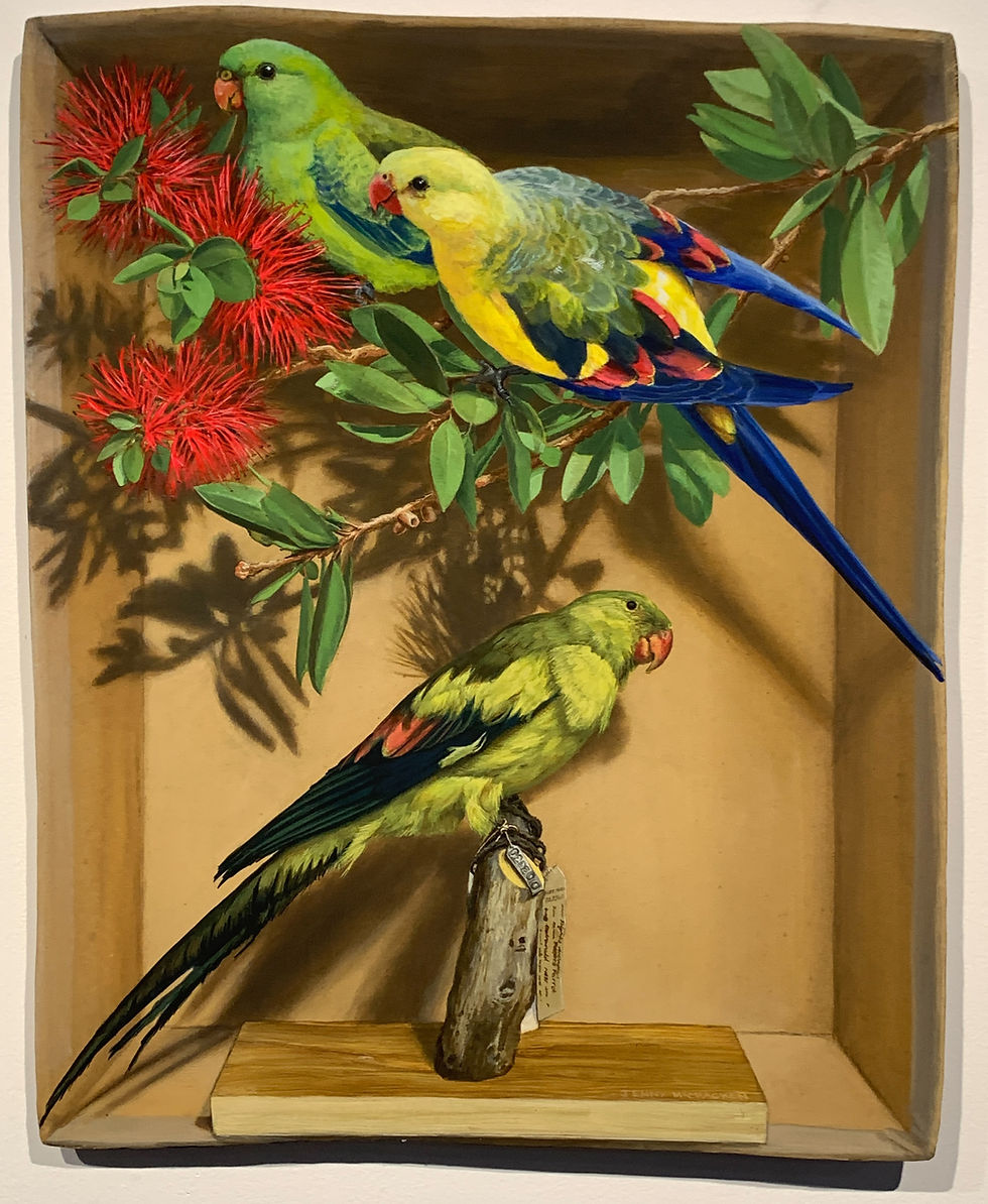 Trompe-l'oeil painting of three regent parrots with green, yellow, and blue-black plumage, styled as museum specimens: two perched on a flowering red bottlebrush branch above, one mounted on a wooden stand with a museum specimen tag below, set inside a shallow wooden display box.