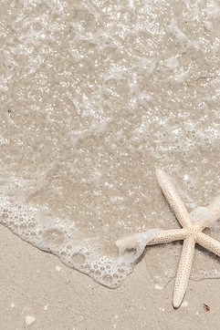 Bourne Beautiful Brand Board Star Fish.png