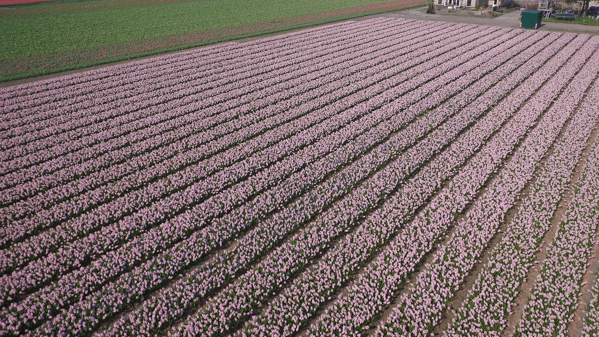 Luchtfoto bollenvelden Lisse