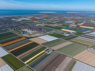 Luchtfoto's grootste bloembollenvelden gebied ter wereld