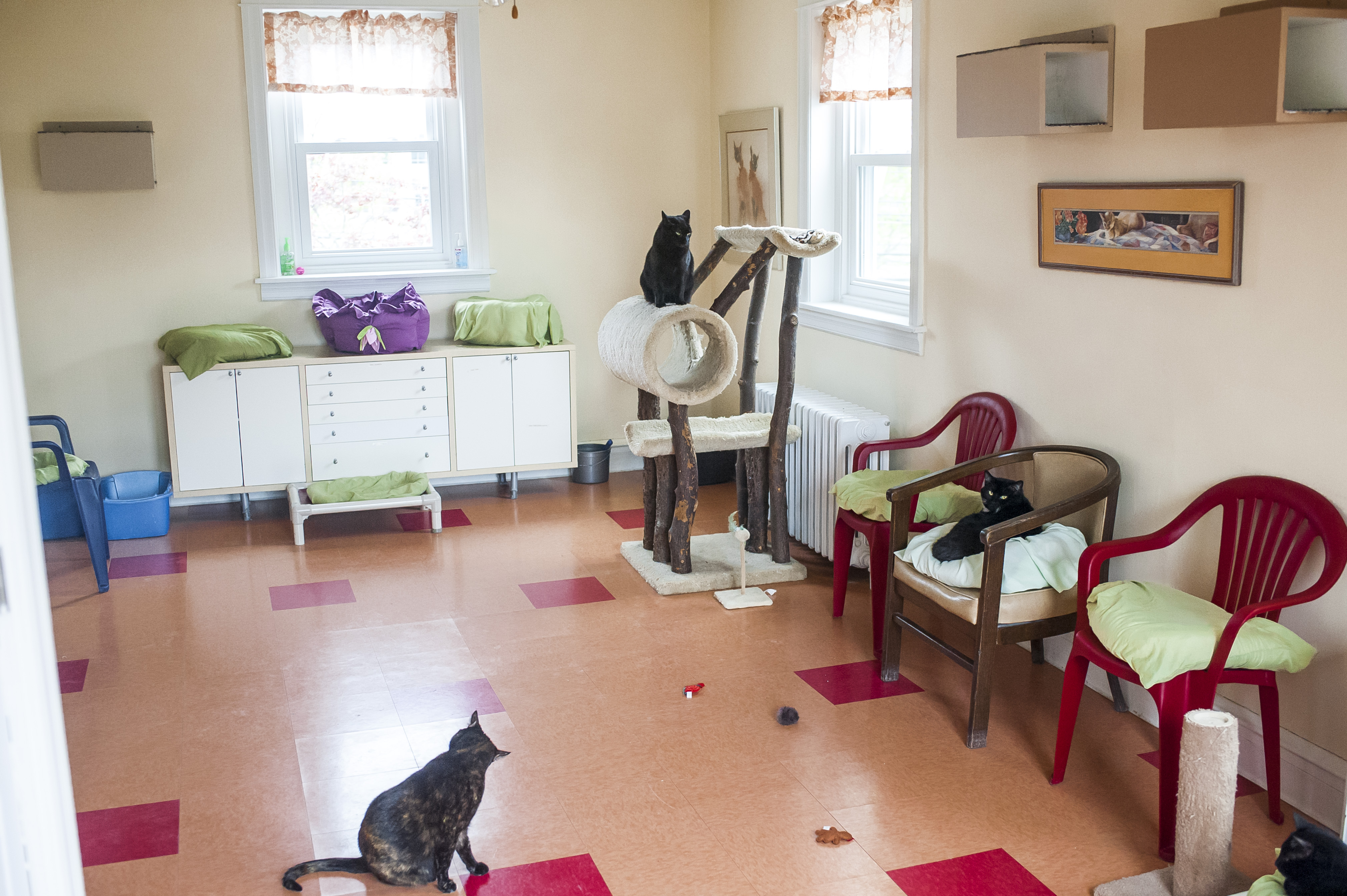 Kitty Cottage Adoption Center About Us