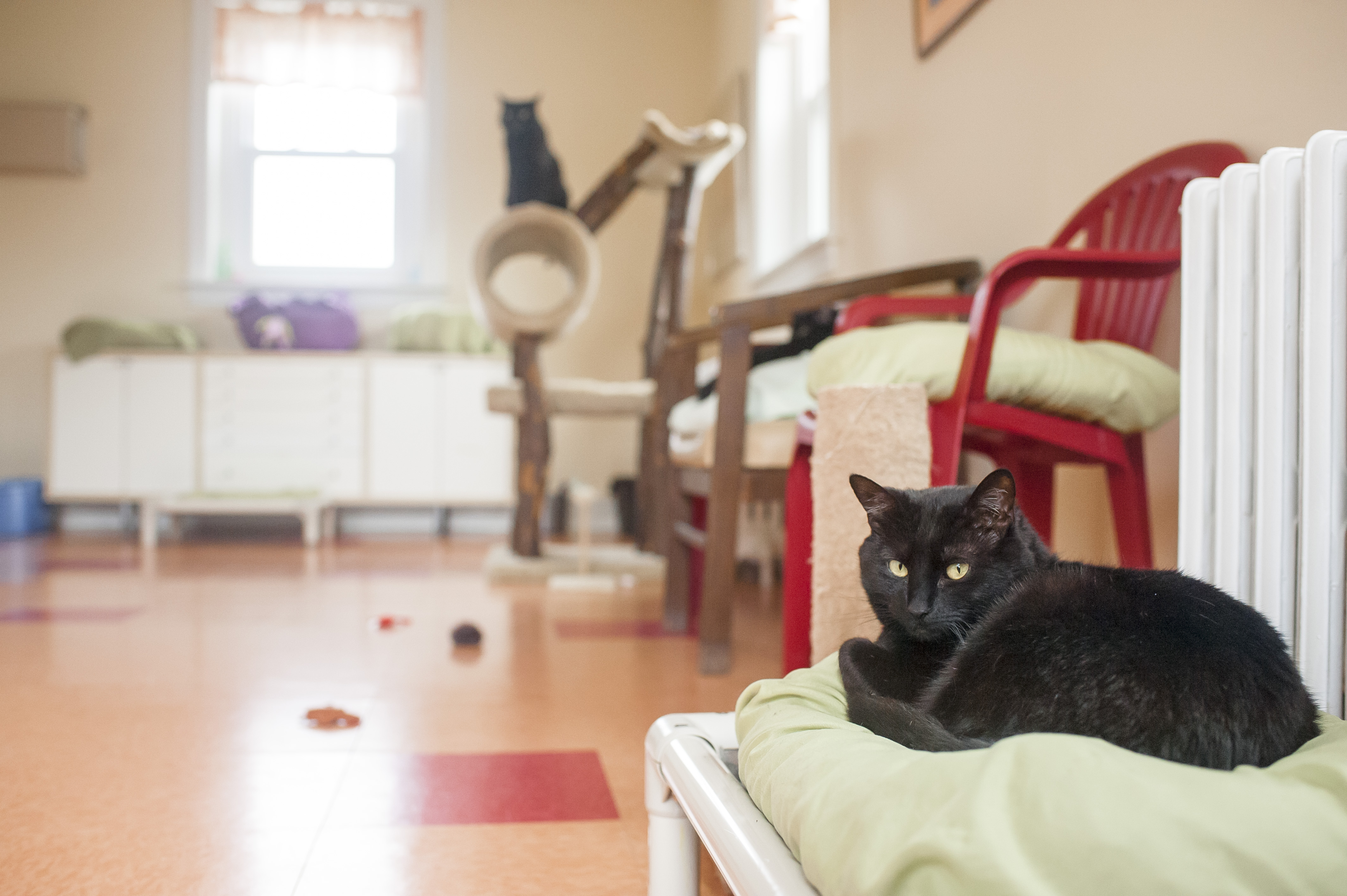 Kitty Cottage Adoption Center About Us