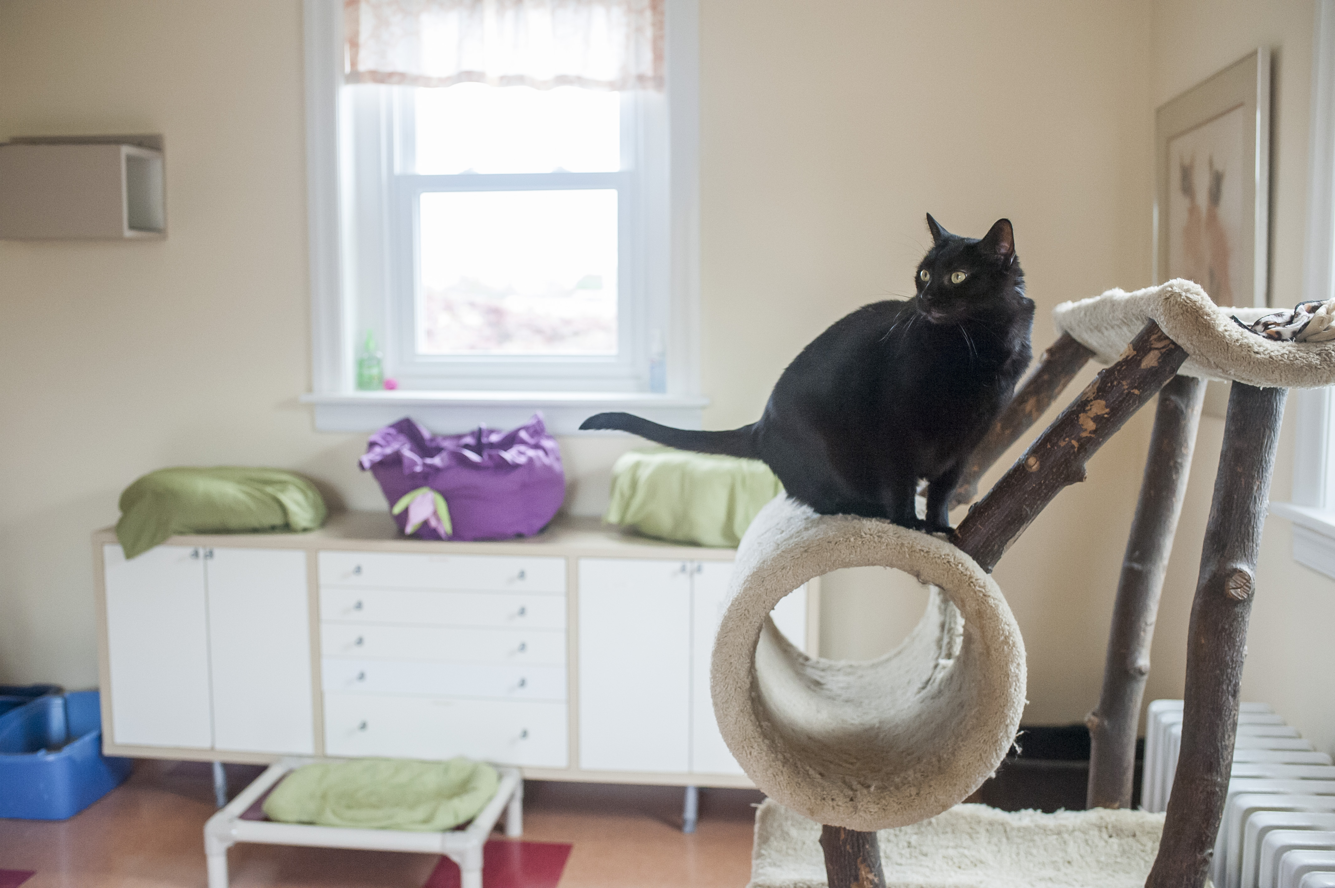 Kitty Cottage Adoption Center About Us