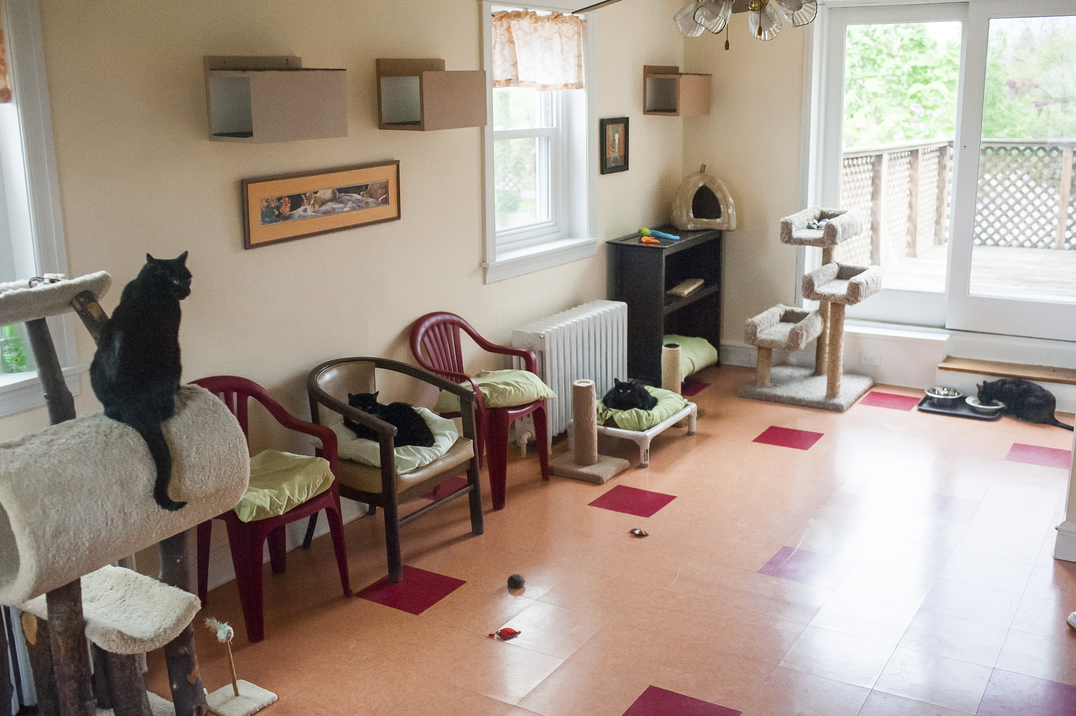 Kitty Cottage Adoption Center About Us