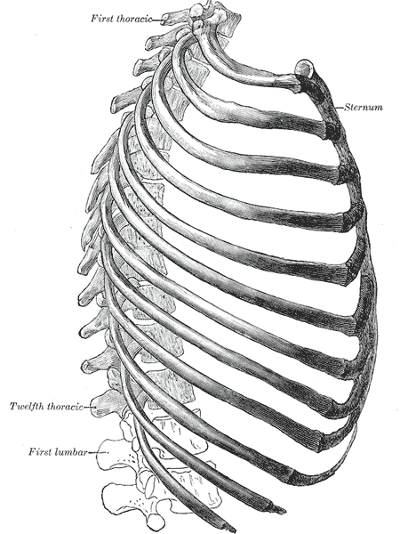 bony thorax lateral.gif
