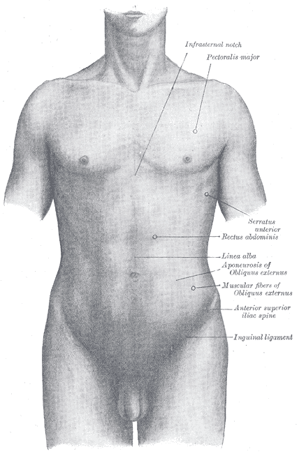 surface anatomy front thorax.gif