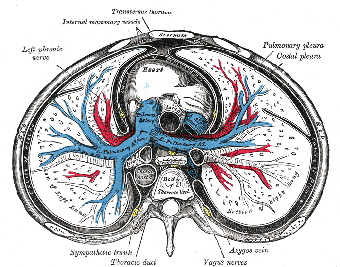 transverse thorax middle and post mediastinum.gif