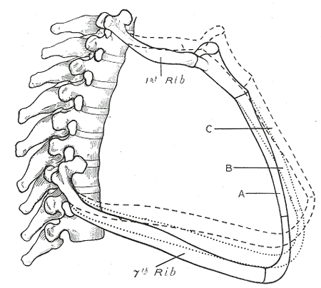 movement of strnum and ribs.gif