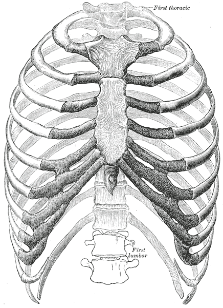 Bony Thorax Front.gif