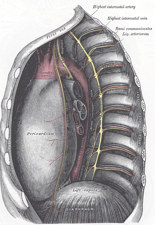 middle and post med left.gif