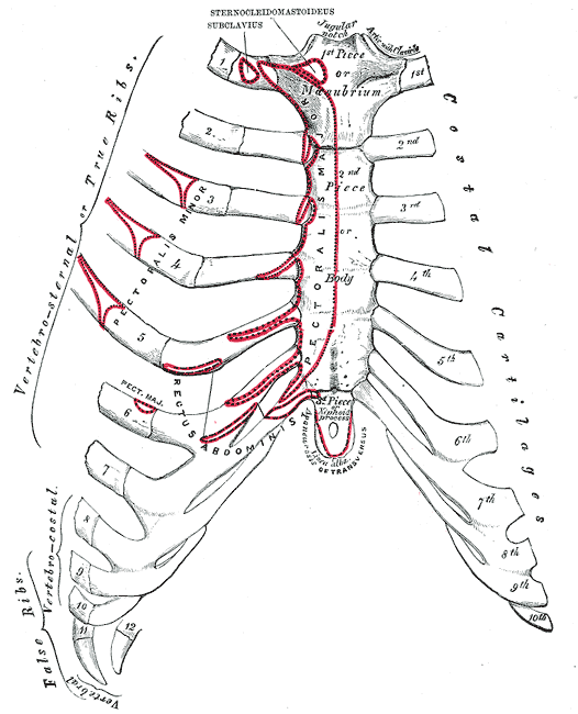 anterior sternum and costal cart.gif