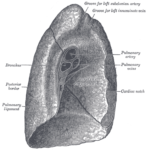 left lung med surface.gif