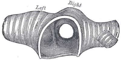 transverse section of carina.gif