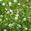 Thumbnail: Erigeron karvinskianus