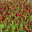 Thumbnail: Helenium 'Moerheim Beauty'