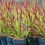 Thumbnail: Imperata cylindrica 'Red Baron'