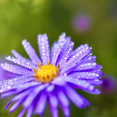 Plant van de maand oktober