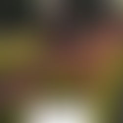 Vaste plant met grote bloemen