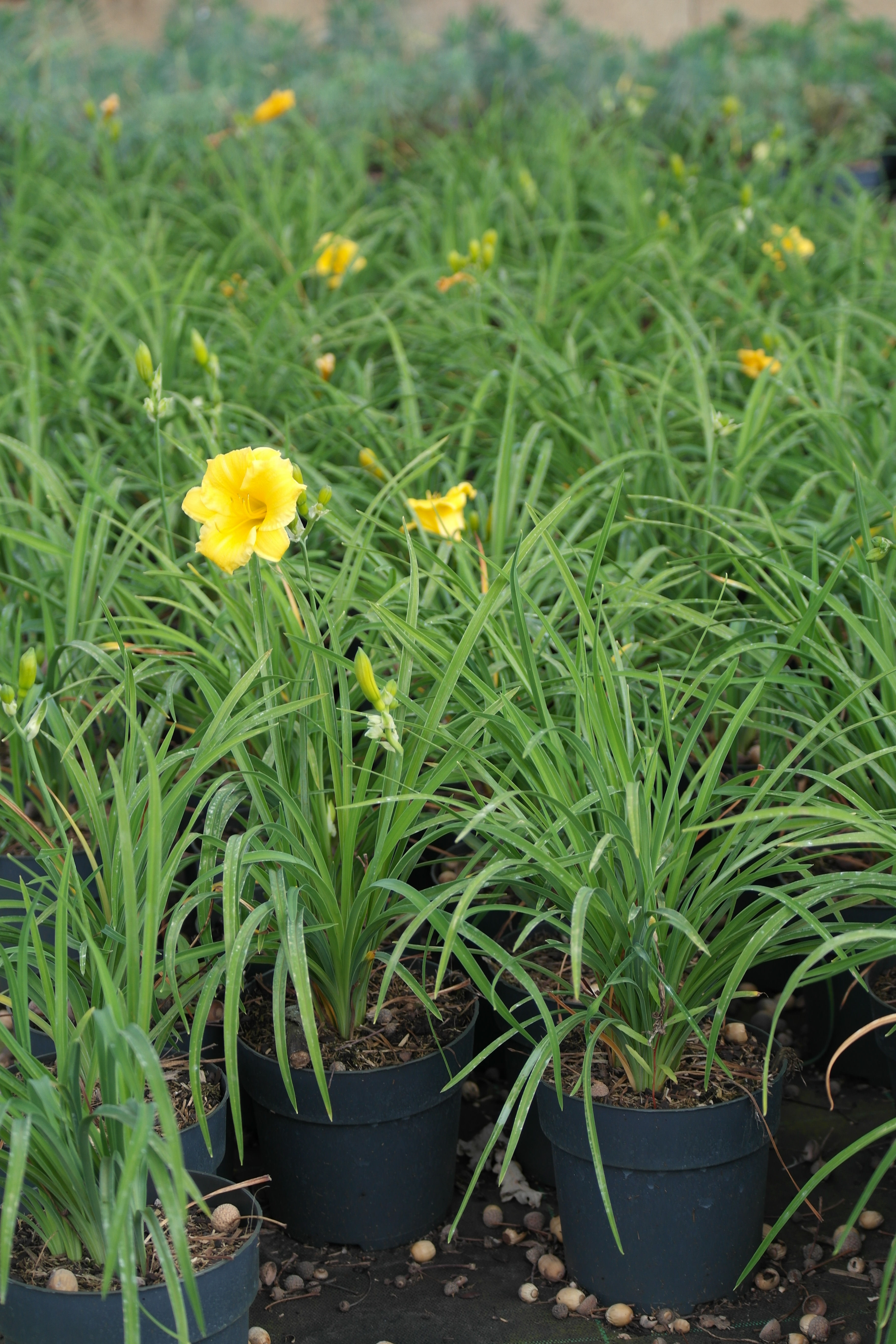 Hemerocallis 'Stella d'Oro'